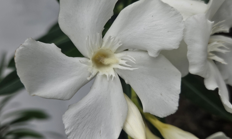 Podróż w świat natury – nasza wycieczka do ogrodu botanicznego