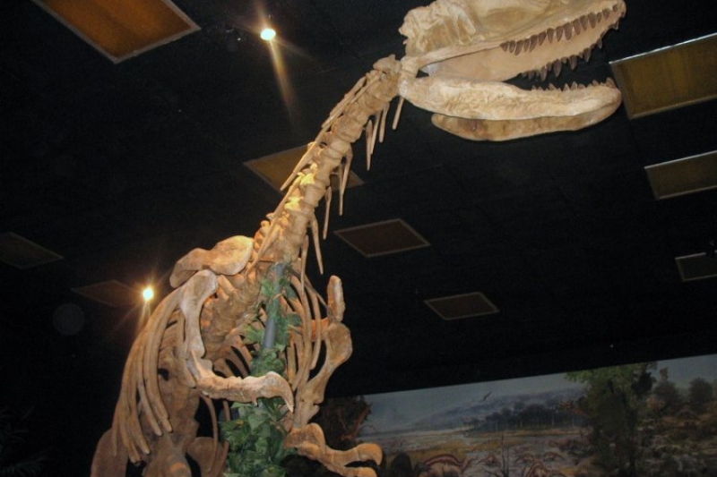 DinoZatorLand (fot. 3)